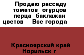 Продаю рассаду томатов, огурцов, перца, баклажан, цветов  - Все города  »    . Красноярский край,Норильск г.